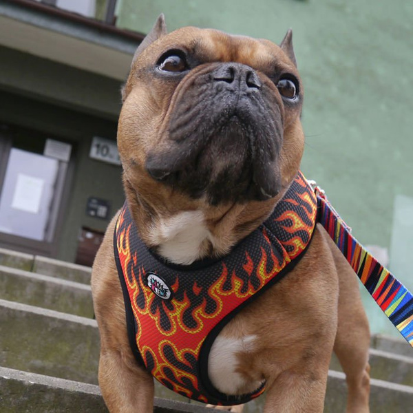 Dog Harness, Always Feeling Cool, Super Soft Psiakrew Dog On Fire