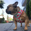 Dog Harness, Always Feeling Cool, Super Soft Psiakrew Watermelon