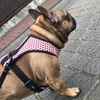 Dog Harness Dotty Dots, Always Feeling Cool, Super Soft Psiakrew