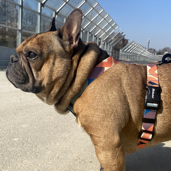 Harness for Dog, Model Geo Snake Guard Harness, black extras