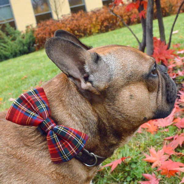 Fliege für Hund, Katze- Tartan