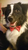 Red Dog Bow Tie with black polka dots, elegant classic Psiakrew bow