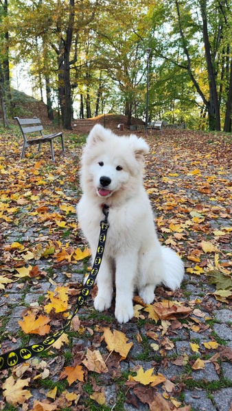 Long Dog Leash Bat Dog width 2 cm (0.78") wide, black snap hook 6 cm