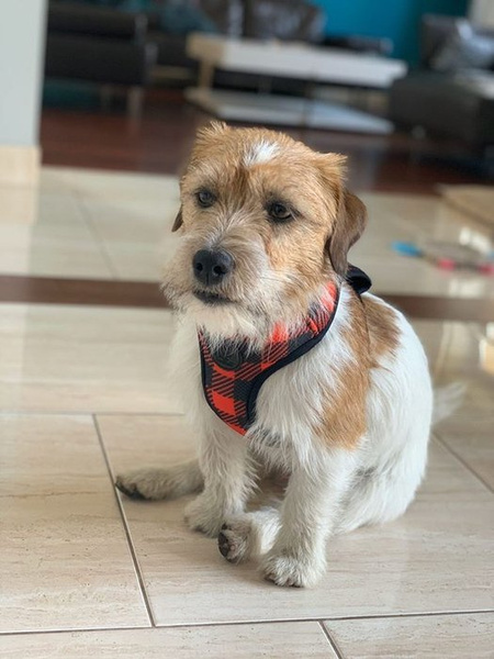 Dog Harness Lumberjack, Always Feeling Cool, Super Soft Psiakrew