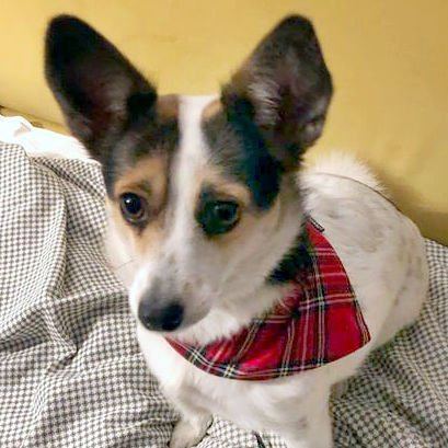 Dog Bandana Tartan handkerchief style to tie around your pet’s neck