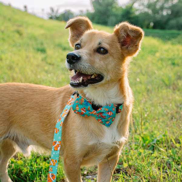 Psiakrew Dog Bow Tie Blue Lagoon, elegant classic bow
