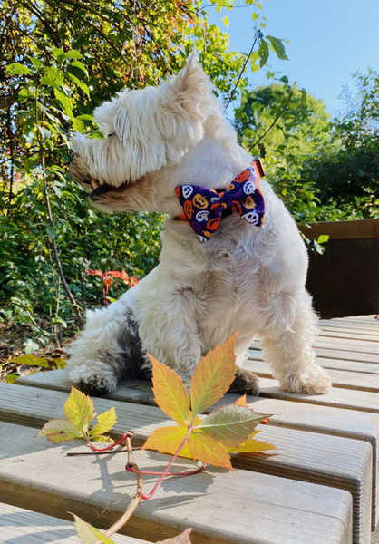 Halloween Dog Bow Tie Cat Pet, Terrible Pumpkin, Psiakrew