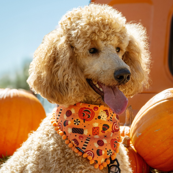 Halloween Hundehalstuch Trick or Treat Psiakrew, Taschentuch zum Binden um den Hals Ihres Haustieres