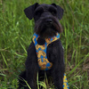Dog Harness Ducky Duck, Always Feeling Cool, Super Soft Psiakrew