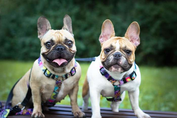 Szelki dla Psa Guard, Crazy Leopard Psiakrew, średnie i większe psy, taśma 2,5 cm, okucia czarne