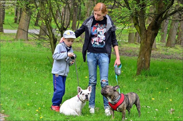 Koszulka Pies Buldog Francuski Dandys, Frenchie Dandy T-shirt damski Psiakrew