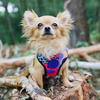 Dog Harness Crazy Leopard, Always Feeling Cool, Super Soft Psiakrew