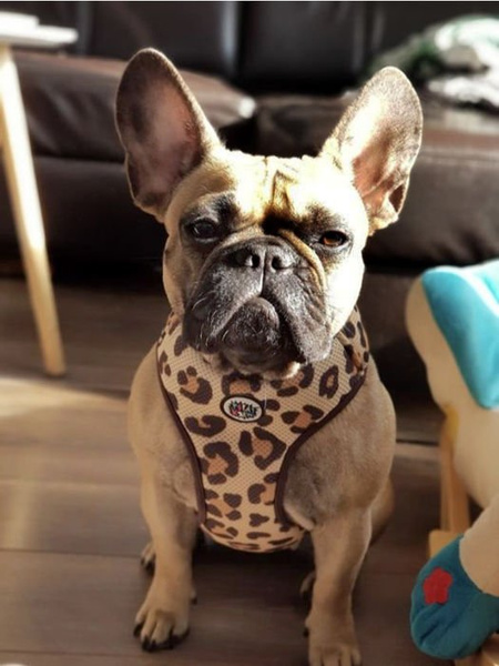 Dog Harness, Tarzan panthera pattern, Always Feeling Cool, Super Soft Psiakrew