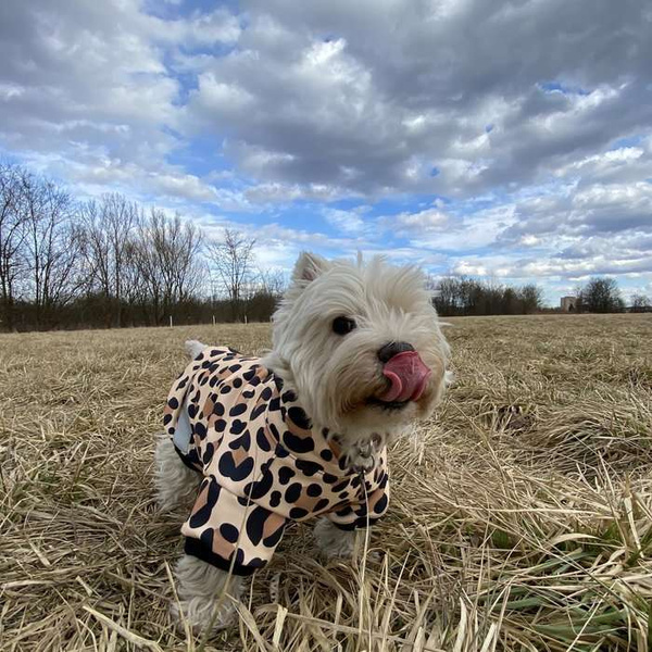 Dog Hoodie Leopard Psiakrew