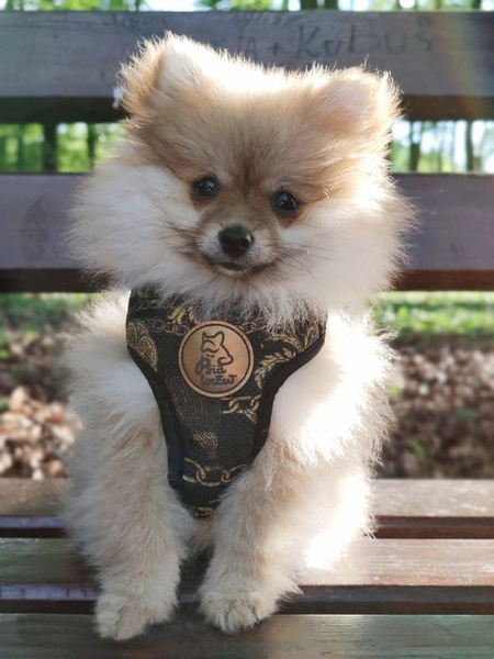 Dog Harness Donatella, Always Feeling Cool, Super Soft Psiakrew