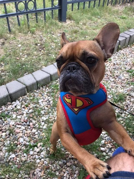 Dog Harness Super Dog, colorful print, Always Feeling Cool, Super Soft Psiakrew