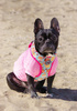 Dog Harness Hot Sweetness, Always Feeling Cool, Super Soft Psiakrew 