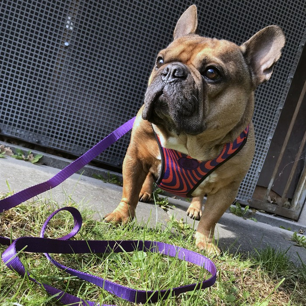 Purple Dog Leash width 2 cm 0.78 ", black extras
