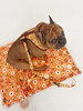 Dog Harness Busy Bees Psiakrew , Always Feeling Cool, Super Soft
