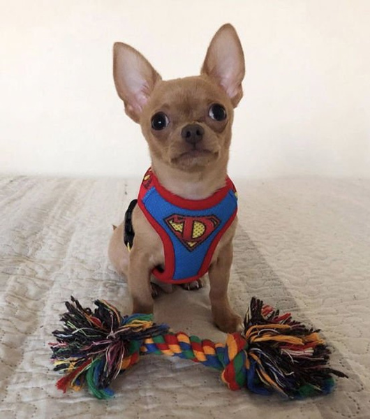 Dog Harness Super Dog, colorful print, Always Feeling Cool, Super Soft Psiakrew