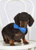 Dog Bow Tie Azure, Pet Bow Tie, Bowtie, Collar Attachment