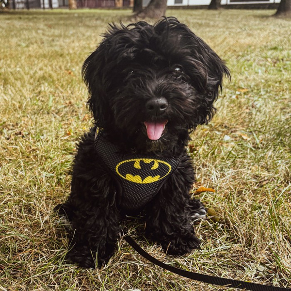 Dog Harness Bat Dog Black, Always Feeling Cool, Super Soft Psiakrew