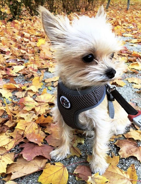 Dog Harness, Always Feeling Cool, Super Soft Psiakrew Black Mamba