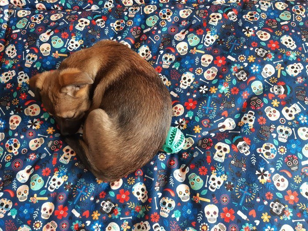 Premium Mat Plaid Blanket for the dog Día de los Muertos Psiakrew Design