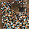 Premium Mat Plaid Blanket for the dog, Wild Animals Psiakrew Design