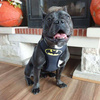 Dog Harness Bat Dog, Always Feeling Cool, Super Soft Psiakrew black extras