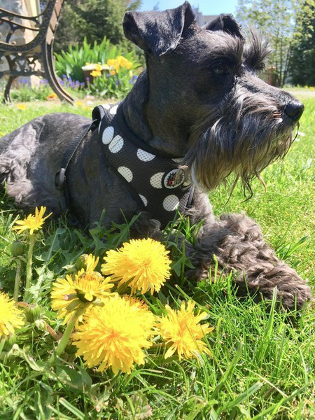 Druckfreie Hundegeschirre Flamenco - Psiakrew