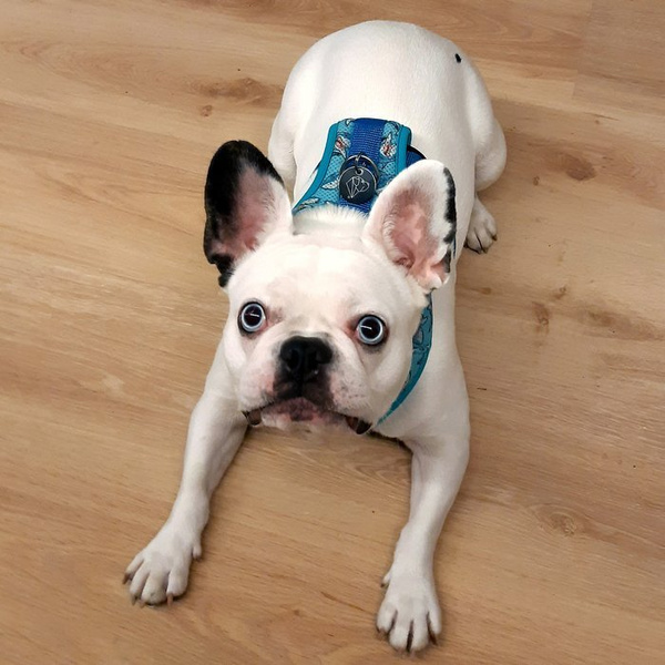 Dog Harness Sharks, Always Feeling Cool, Super Soft Psiakrew