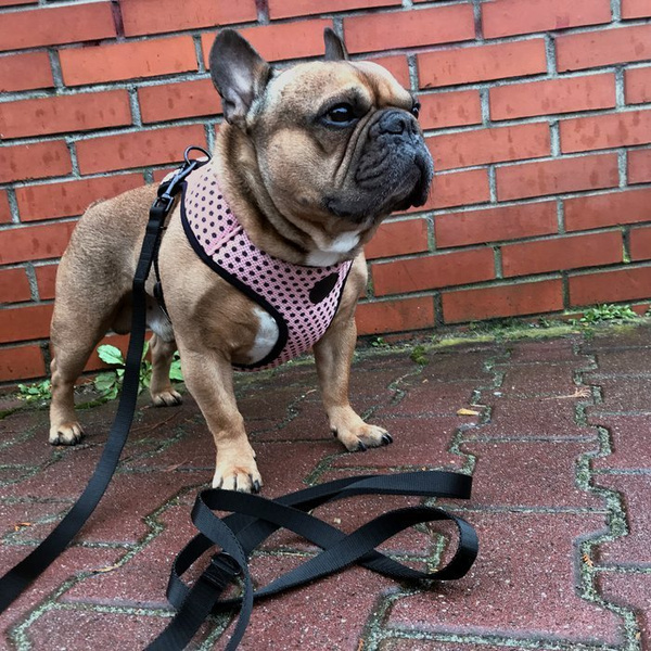 Dog Harness Dotty Dots, Always Feeling Cool, Super Soft Psiakrew