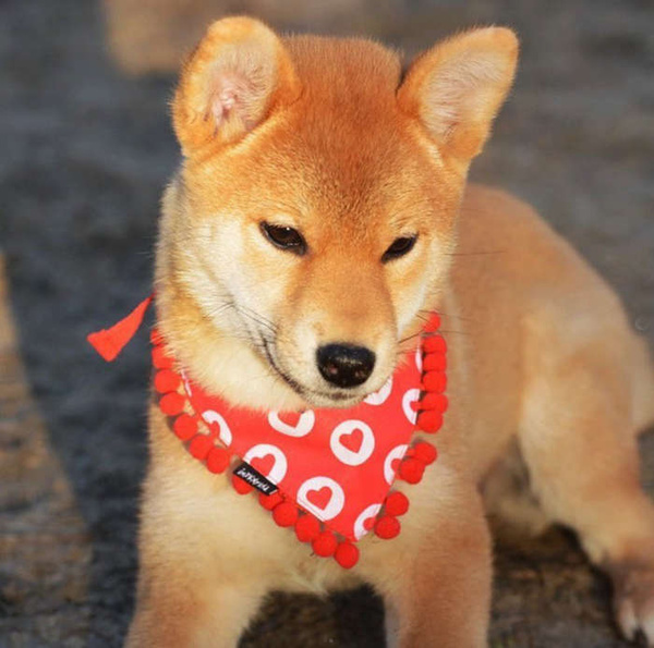 Dog Bandana I Love Psiakrew handkerchief style to tie around your pet’s neck