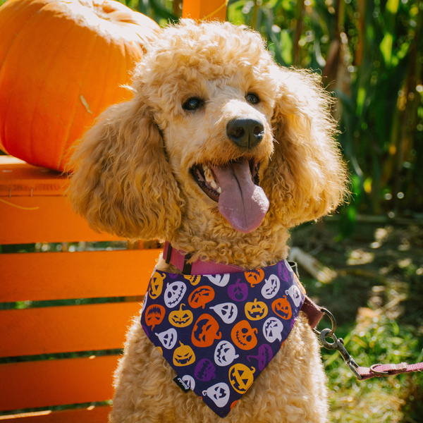 Premium Dog Bandana Terrible Pumpkin, Halloween handkerchief style to tie around your pet’s neck