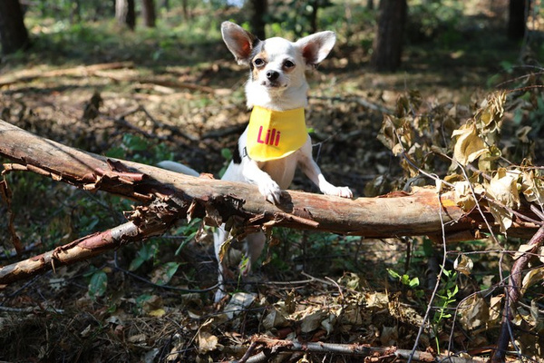 Psiakrew Bandana mit dem Namen des Hundes