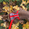 Dog Harness Dogberry, Always Feeling Cool, Super Soft Psiakrew