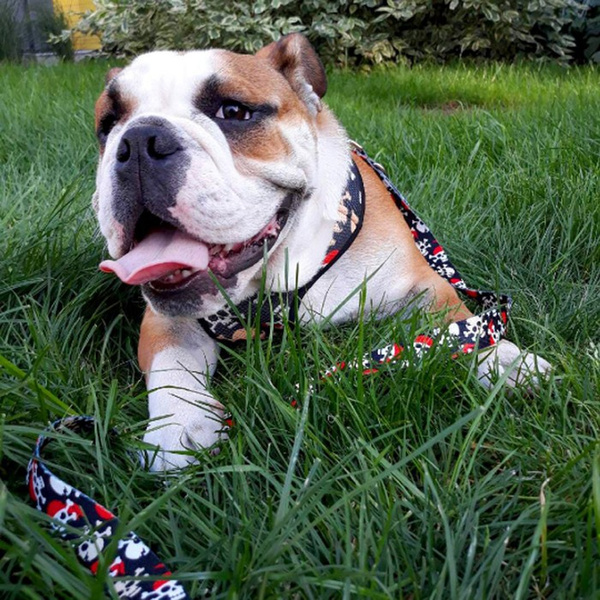 Dog Leash Pirates width 2.5 cm, 1" wide, big black snap hook