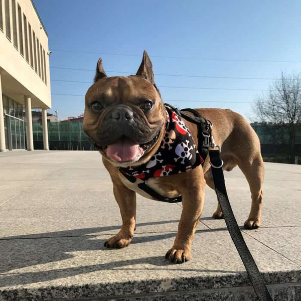 Premium Dog Bandana Pirates handkerchief style to tie around your pet’s neck