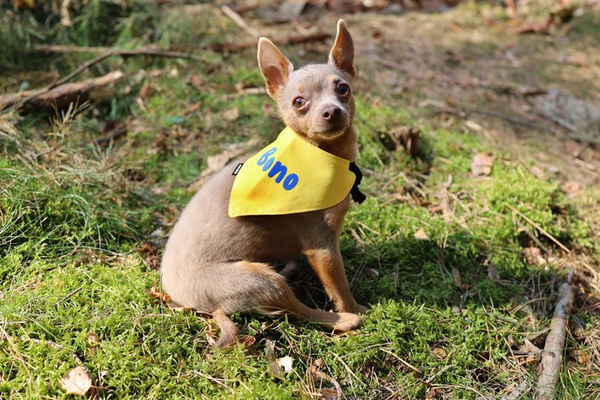 Psiakrew Bandana mit dem Namen des Hundes