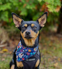 Dog Bandana Día de los Muertos handkerchief style to tie around your pet’s neck
