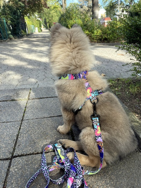 Dog Leash Crazy Leopard width 2.5 cm, 1" wide, snap hook black 8cm