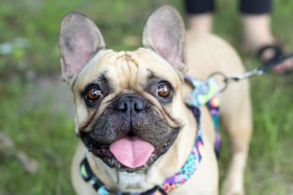 Harness for Dog, Model Crazy Leopard Guard Harness, black extras