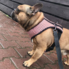 Dog Harness Dotty Dots, Always Feeling Cool, Super Soft Psiakrew