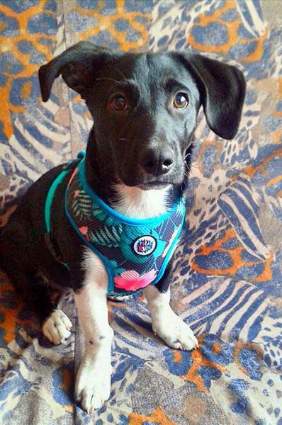 Dog Harness, Always Feeling Cool, Super Soft Psiakrew Tropical Monstera