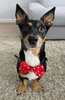 Christmas Dog Bow Tie Goldi, Pet Bow Tie, Bowtie, Collar Attachment