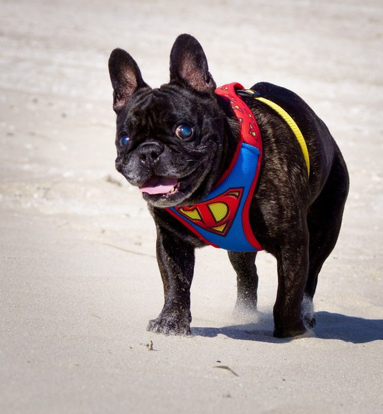 Szelki dla Psa Super Dog Bezuciskowe Wygodne Ultramiękkie Psiakrew