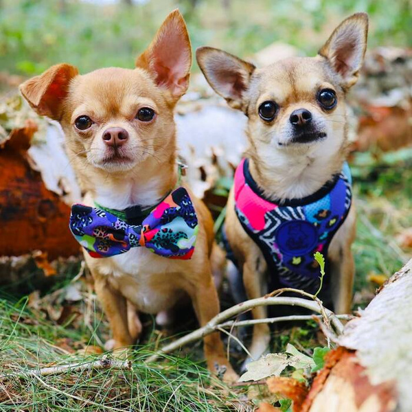 Dog Harness Crazy Leopard, Always Feeling Cool, Super Soft Psiakrew