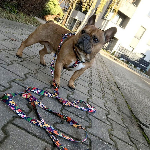 Harness for Dog, Model Winter is coming Guard Harness, for medium dogs, black extras