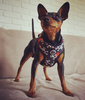 Dog Harness, Always Feeling Cool, Super Soft Psiakrew Pirates